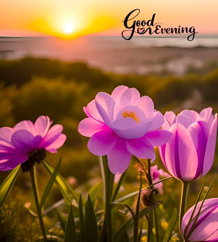 download free good evening images