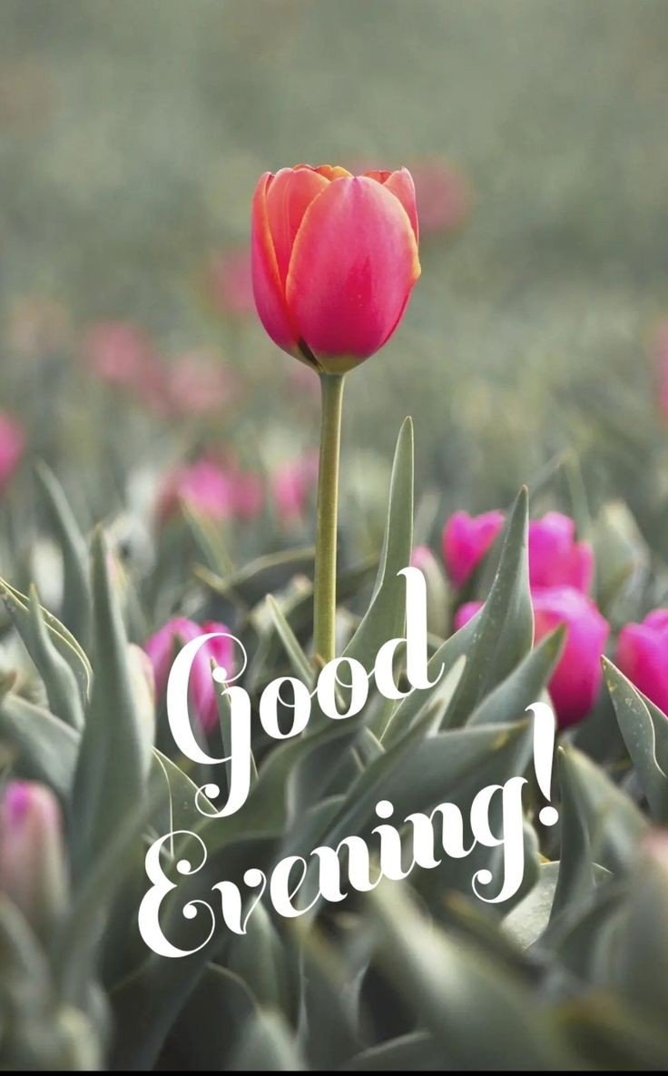 good evening images ai