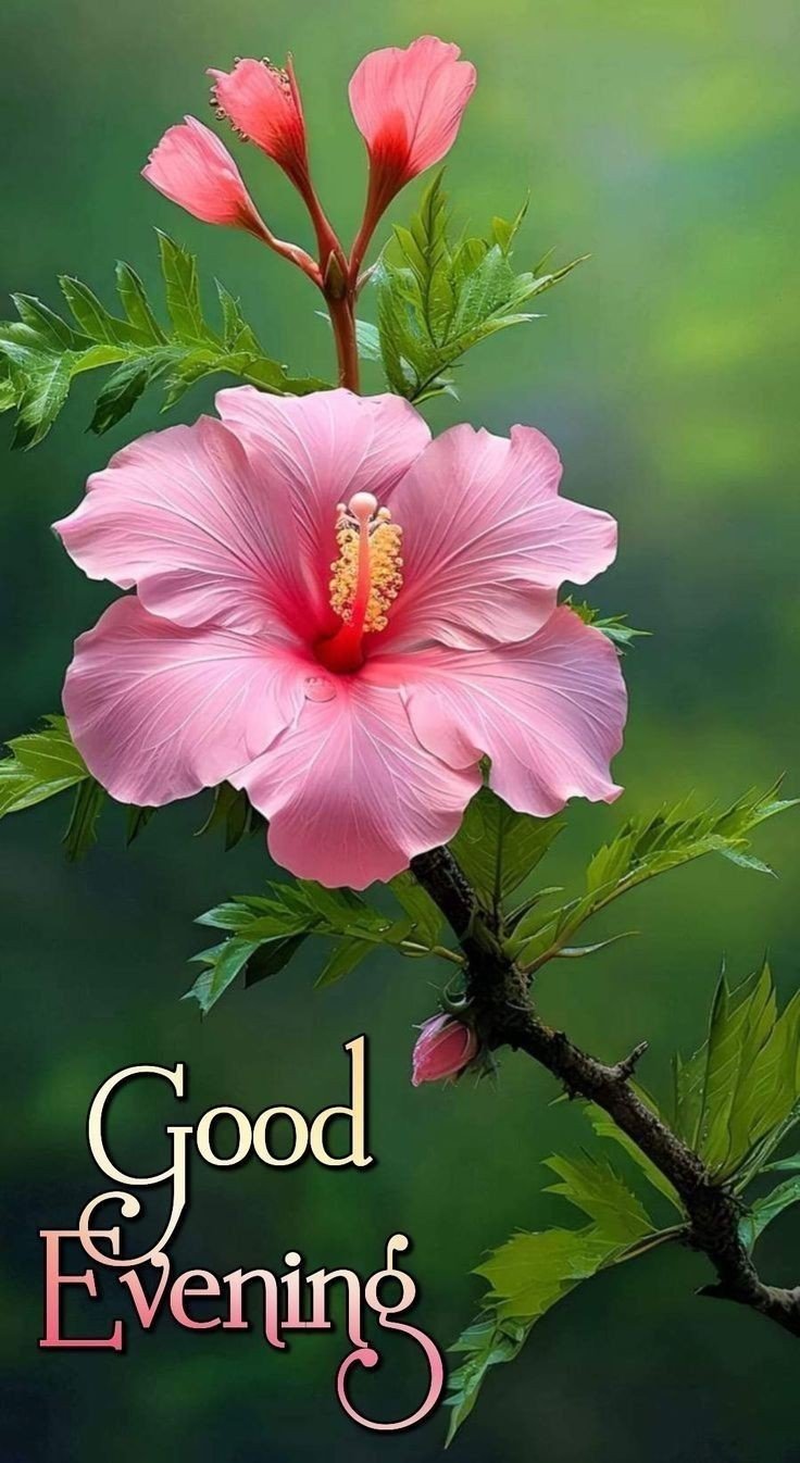 good evening images for whatsapp download