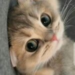 funny cat pfp